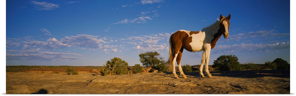 Low angle view of a pony standing in a field, New Mexico