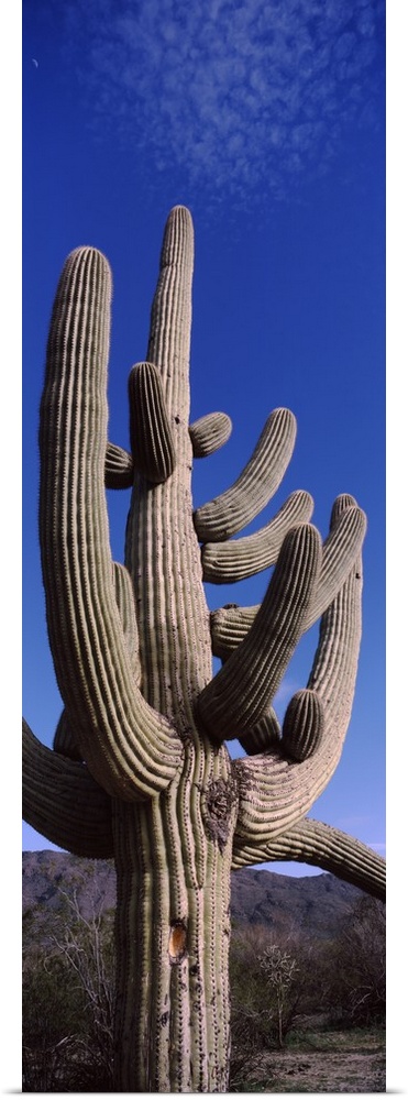 Low angle view of a Saguaro cactus Carnegiea gigantea on a landscape Saguaro National Park Tucson Arizona