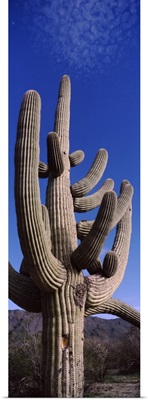 Low angle view of a Saguaro cactus Carnegiea gigantea on a landscape Saguaro National Park Tucson Arizona