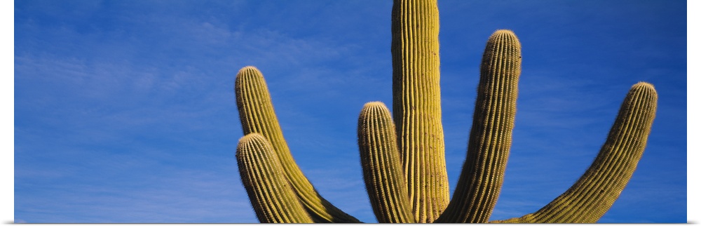 Low angle view of a Saguaro Cactus, Saguaro National Monument, Arizona