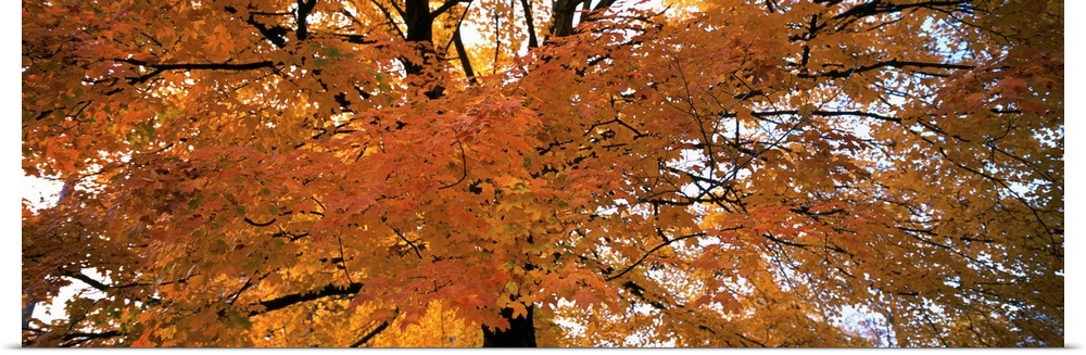 Low angle view of a tree with yellow and orange leaves