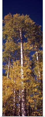 Low angle view of aspen trees in autumn, Colorado