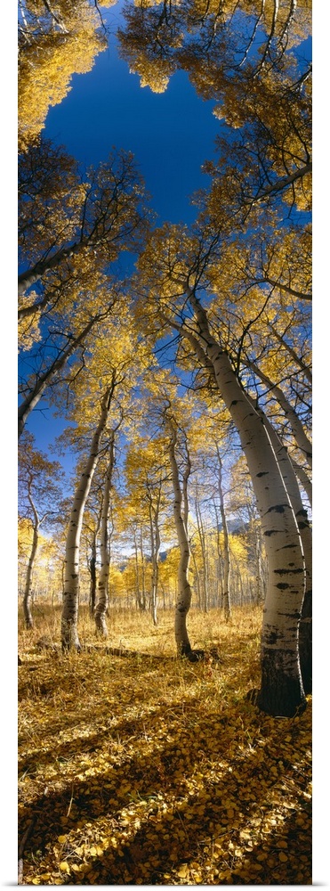 Distorted low angle picture taken looking up at tall aspen trees during the autumn season.