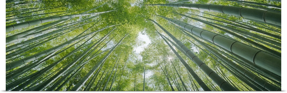 Low angle view of bamboo trees, Hokokuji Temple, Kamakura, Kanagawa Prefecture, Kanto Region, Honshu, Japan