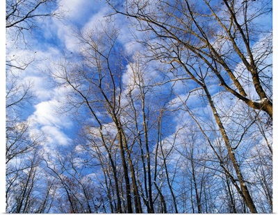 Low angle view of bare tree branches, clouds in blue sky, winter, Marilie Educational Forest Reserve, Iowa