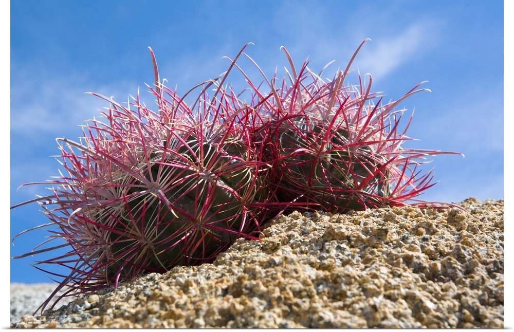 Low-Angle View Of Barrel Cactus On Rocky Ground