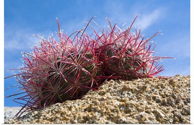 Low-Angle View Of Barrel Cactus On Rocky Ground