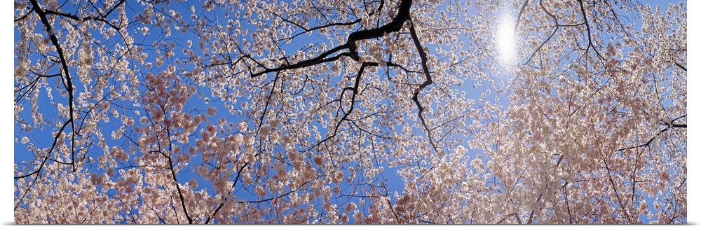 Panoramic photograph of several cherry trees in full bloom, as seen from below, their bright petals contrasting with the c...