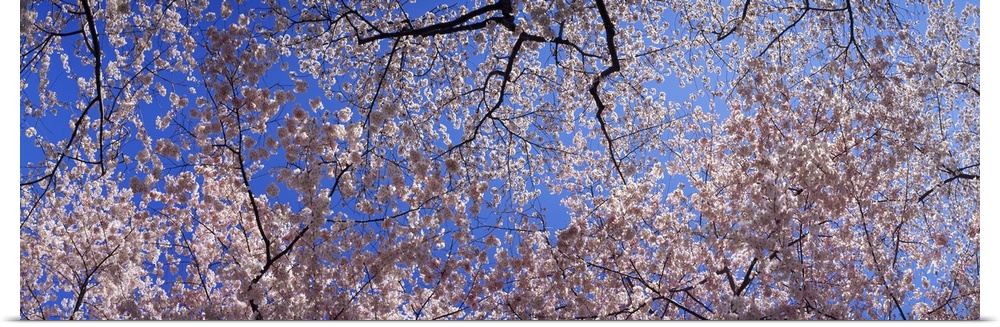 Low angle view of cherry blossom trees, Washington State,