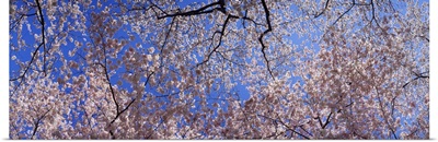 Low angle view of cherry blossom trees, Washington State,
