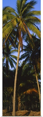 Low angle view of coconut palm trees, Colima, Mexico
