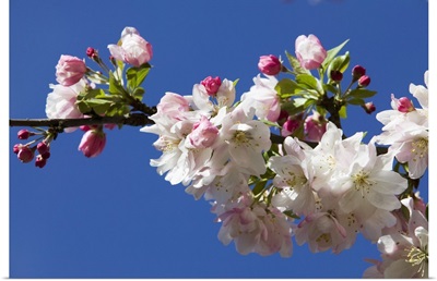 Low angle view of crabapple flowers (Malus sylvestris) in bloom, blue sky, North Carolina