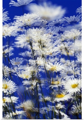 Low-Angle View Of Flowers Blowing In Wind