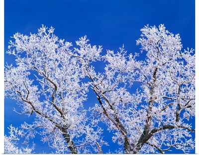 Low angle view of hoarfrost on oak tree branches, blue sky, Iowa