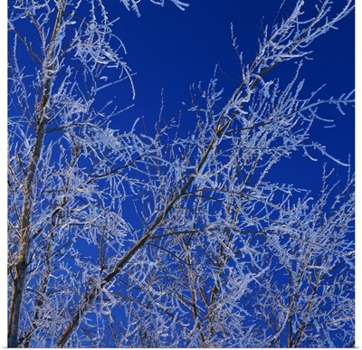 Low angle view of ice on bare tree branches, blue sky, Iowa