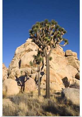 Low-Angle View Of Joshua Tree In Front Of Cliff