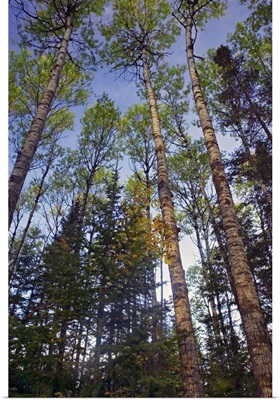 Low angle view of mixed hardwood forest, Minnesota