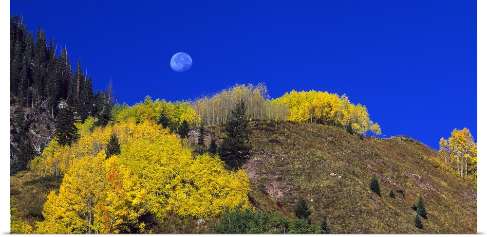 Thick foliage grows on a large cliff that is photographed from below with a view of the moon in the deep blue sky.