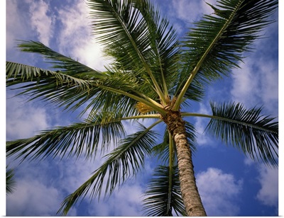 Low-angle view of palm tree fronds, white clouds in blue sky.