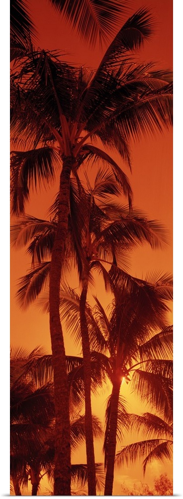 Giant, vertical photograph looking up at a row of tall palm trees against a fiery sunset at Kalapaki Beach, in Kauai, Hawaii.