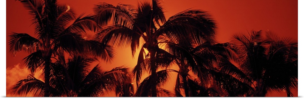 Large panoramic upward shot of the tops of palm trees at sunset at Kalapaki Beach, Kauai, Hawaii (HI). The setting sun is ...