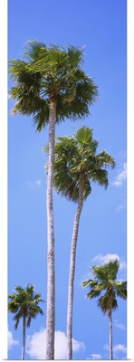 Low angle view of palm trees, Florida