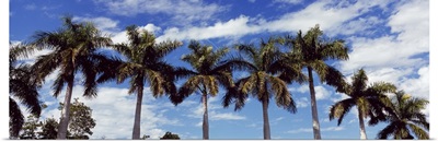 Low angle view of palm trees Florida