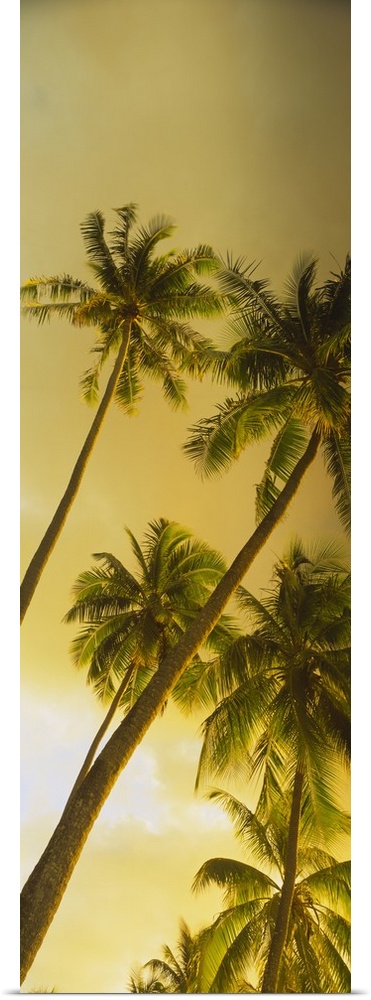 Vertical panorama of several lush palm trees with long thin trunks in a golden glow of sunlight.