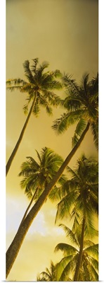 Low angle view of palm trees, French Polynesia