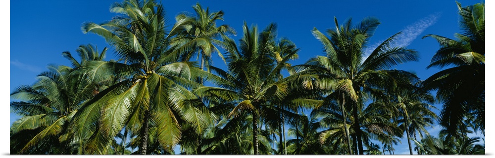 Low angle view of palm trees, Kauai, Hawaii