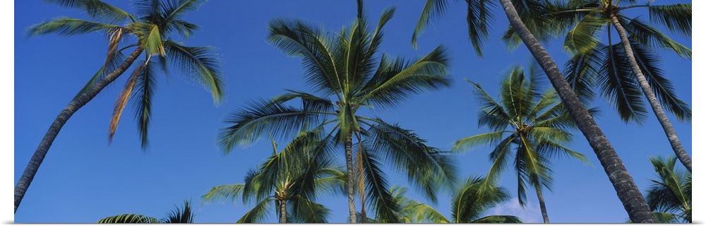 Low angle view of palm trees, Kona Coast, Big Island, Hawaii