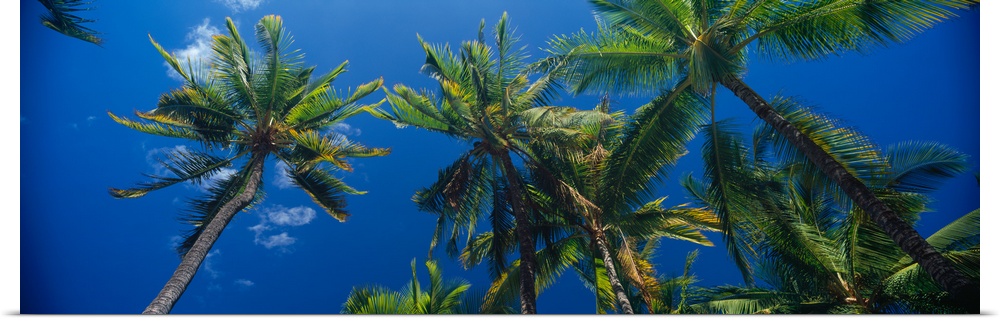 Low angle view of palm trees Maui Hawaii