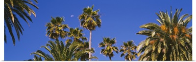 Low angle view of palm trees, Santa Monica, Los Angeles County, California