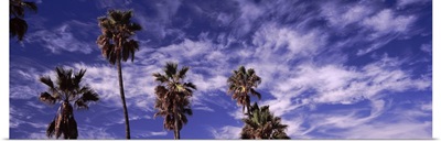 Low angle view of palm trees, Southern California, California