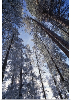 Low Angle View Of Pine Trees