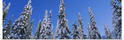 Low angle view of pine trees covered with snow, British Columbia, Canada