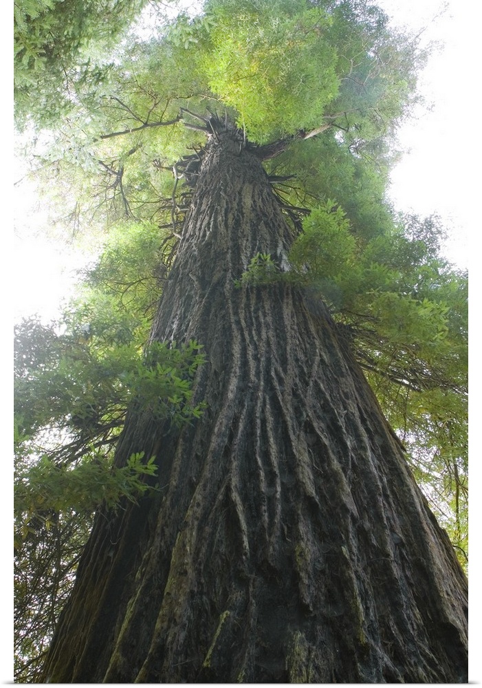 A large piece that is a photograph taken from the bottom of an immense tree looking up toward the top.