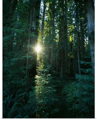 Low angle view of sunstar through redwood trees, Jedediah Smith Redwoods State Park, California