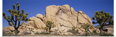 Low angle view of trees and rocks in a park, Joshua Tree National Monument, California