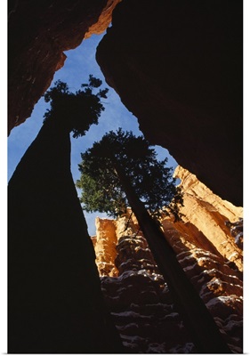 Low-Angle View Of Trees Growing Up Through Canyon
