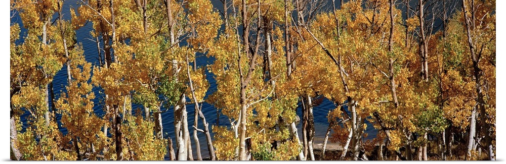 Low angle view of trees in a forest, Aspen Trees, June Lake Loop, Eastern Sierra, California