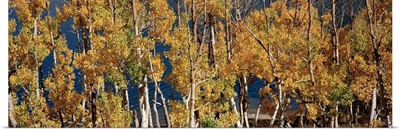 Low angle view of trees in a forest, Aspen Trees, June Lake Loop, Eastern Sierra, California