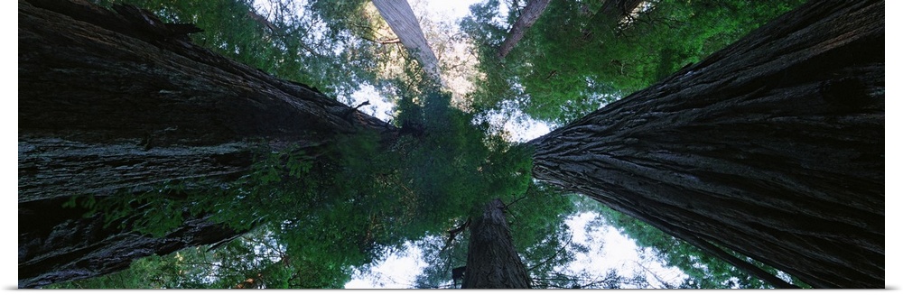 A photograph is taken while lying on the ground and looking straight up through the tops of Redwood trees.