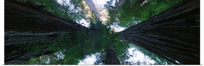 Low angle view of trees in a forest, Redwood National Park, California