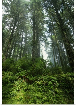 Low angle view of trees in mist, Cascade Head, Oregon