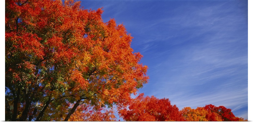Low angle view of trees with red leaves, Rocklin, Placer County, California