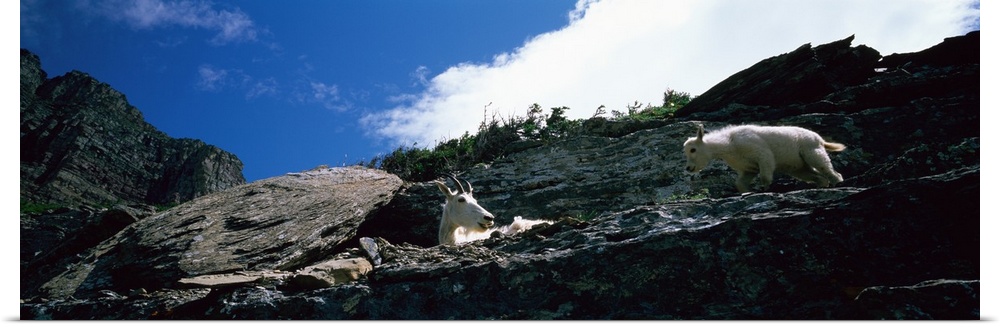Low angle view of two mountain goats, US Glacier National Park, Montana