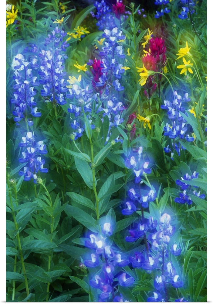 This is a vertical, nature close up photograph of flowers growing in a meadow.