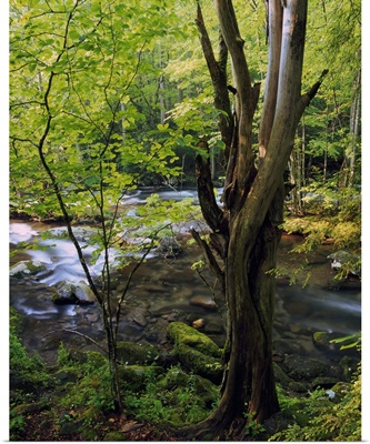Lush foliage along Little River, Great Smoky Mountains National Park, Tennessee