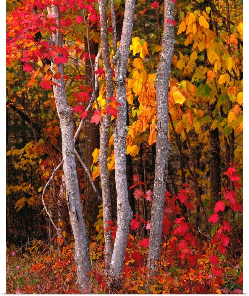 Portrait photograph of bright, autumn colored leaves on maple trees in a forest, in Maine.